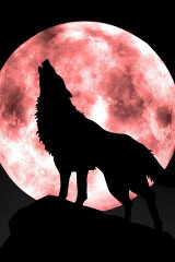 lupo che ulula alla luna piena